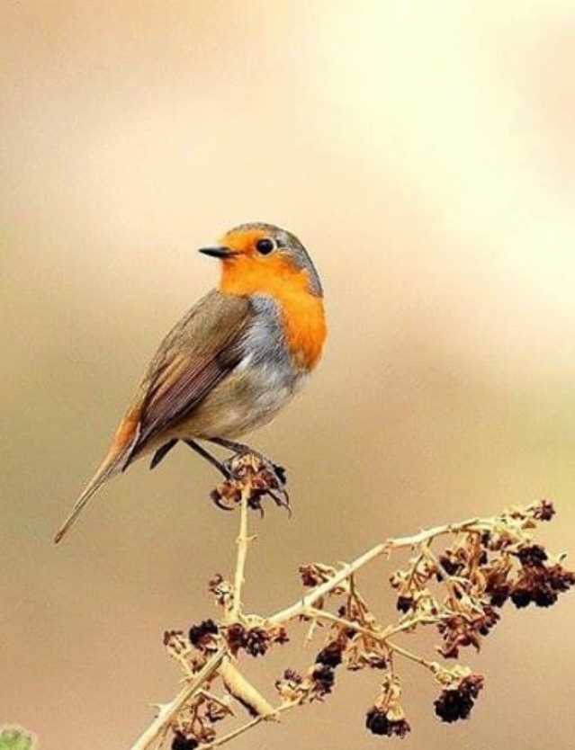 bird