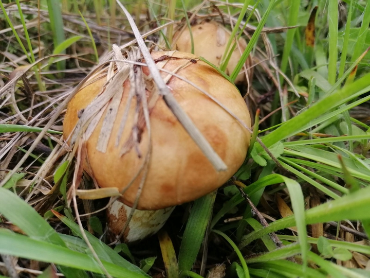 грибы