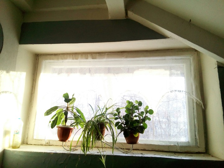 Flowers in old house