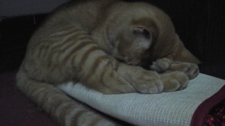 cat