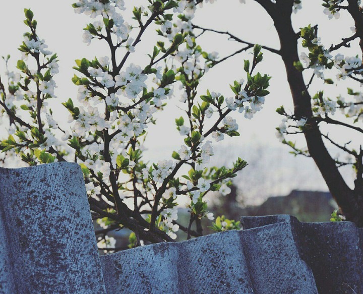 apple tree