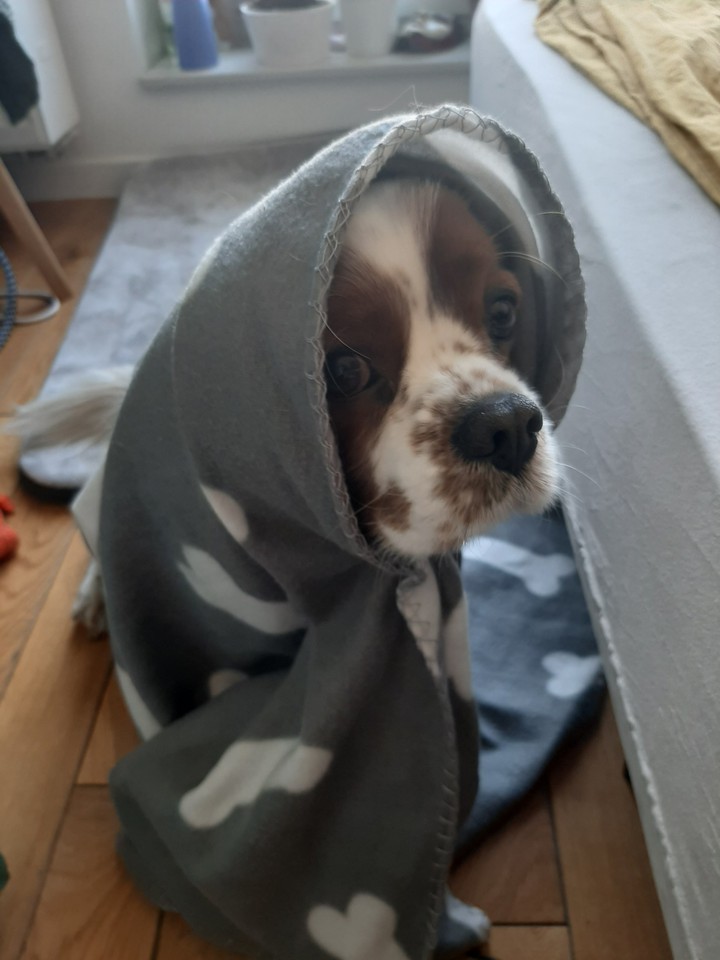 cavalier doggy - stay home mode:D