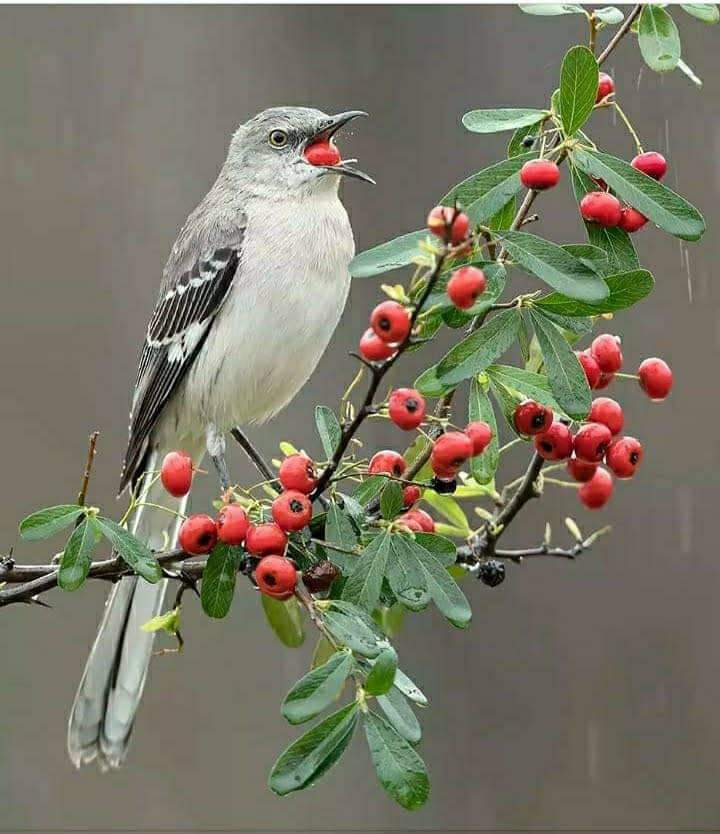 bird