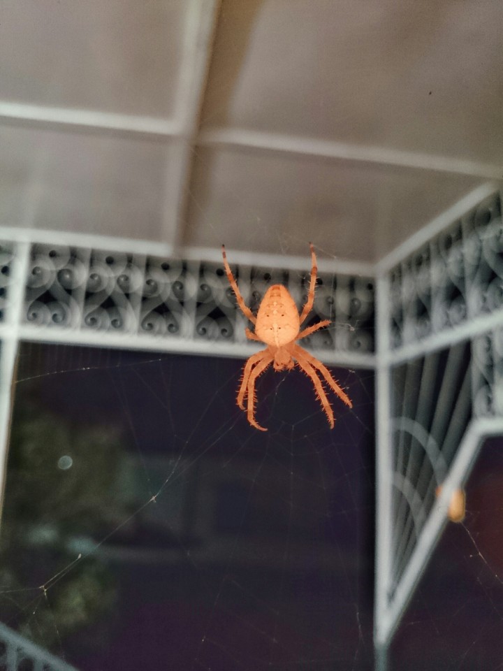 Spider