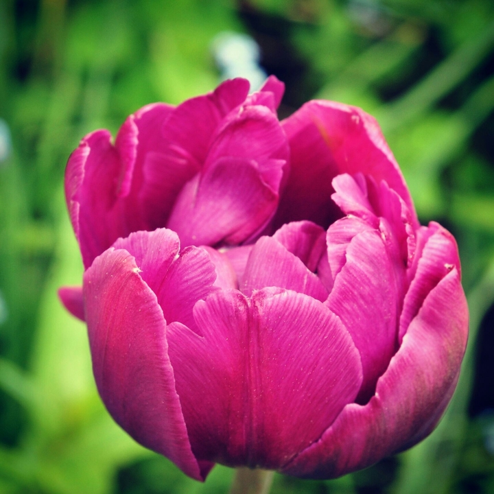 tulip
