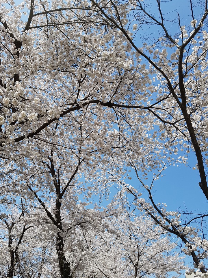 cherry blossom
