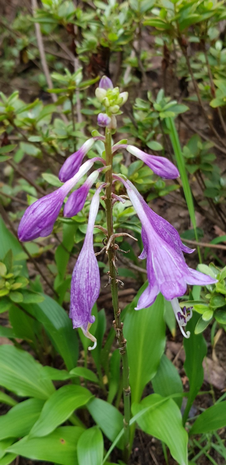 korea summer flower