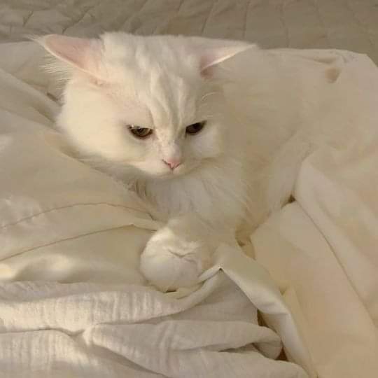 cute cat