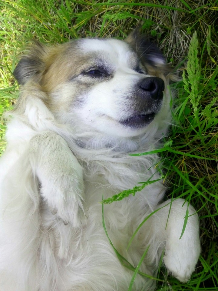 cute dog