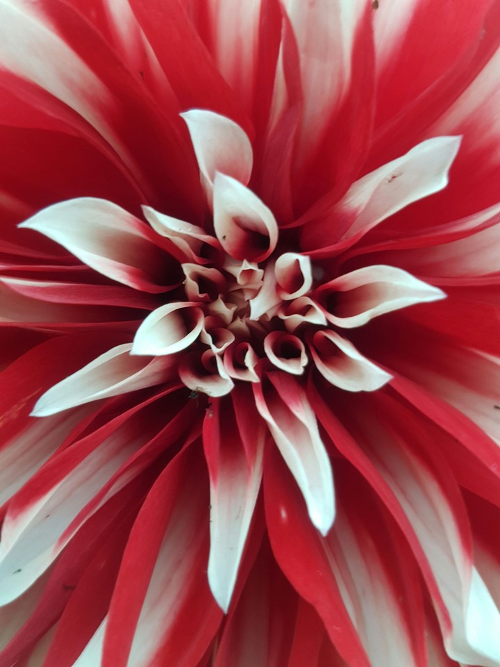 Red and white.