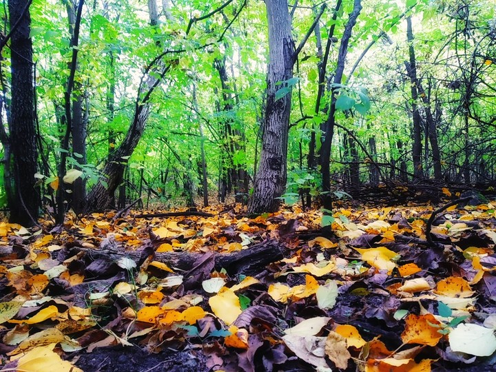 Forest