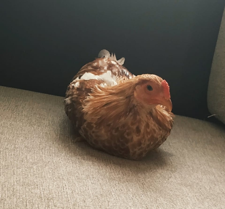 ? chickyy