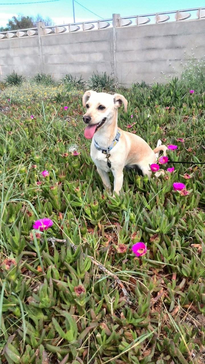 Perla