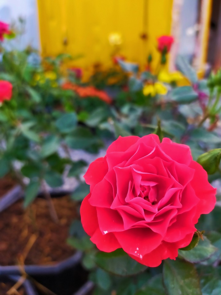 flower