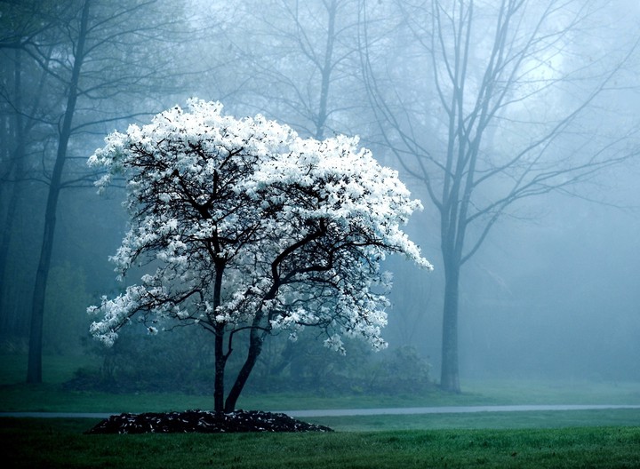 alone but beautiful