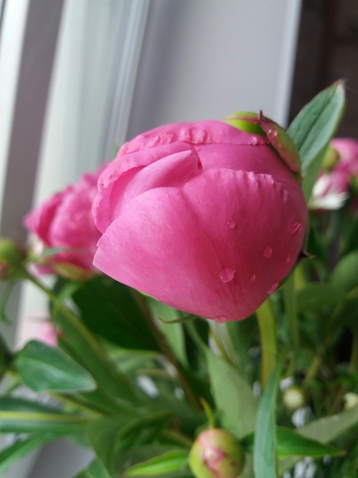 The peony