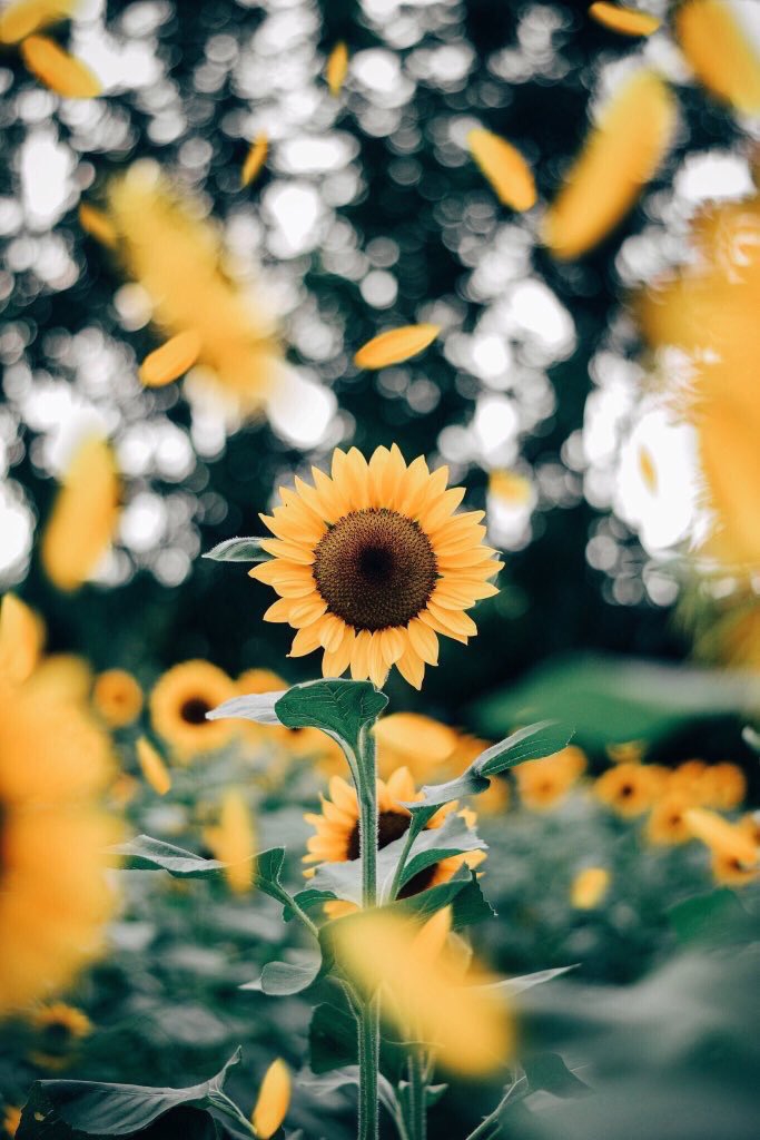 hermosa girasol