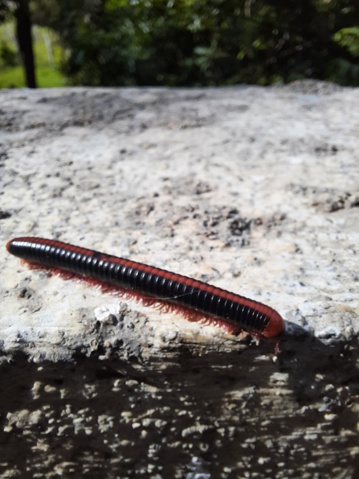 catterpillar