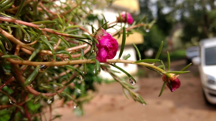 flower