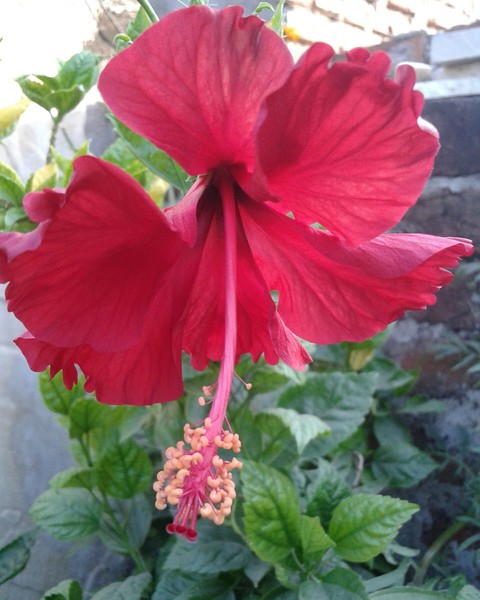 Beauty Red