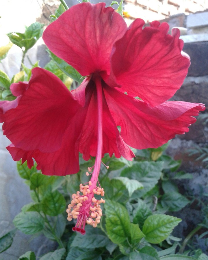Beauty Red