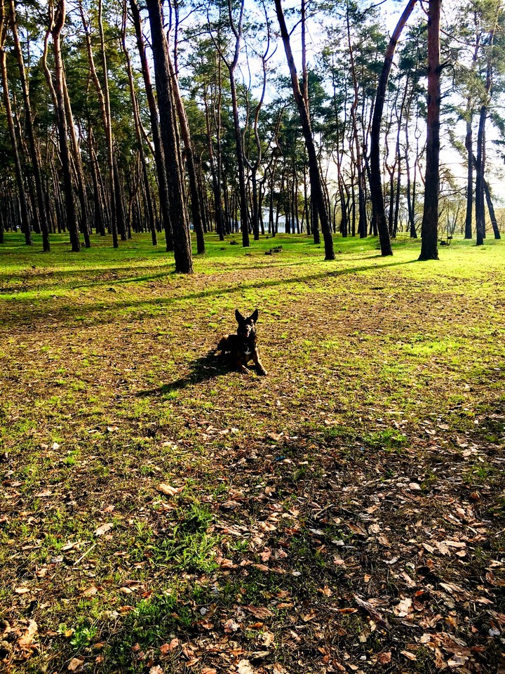 malinois dog