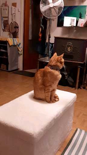 cats beautiful