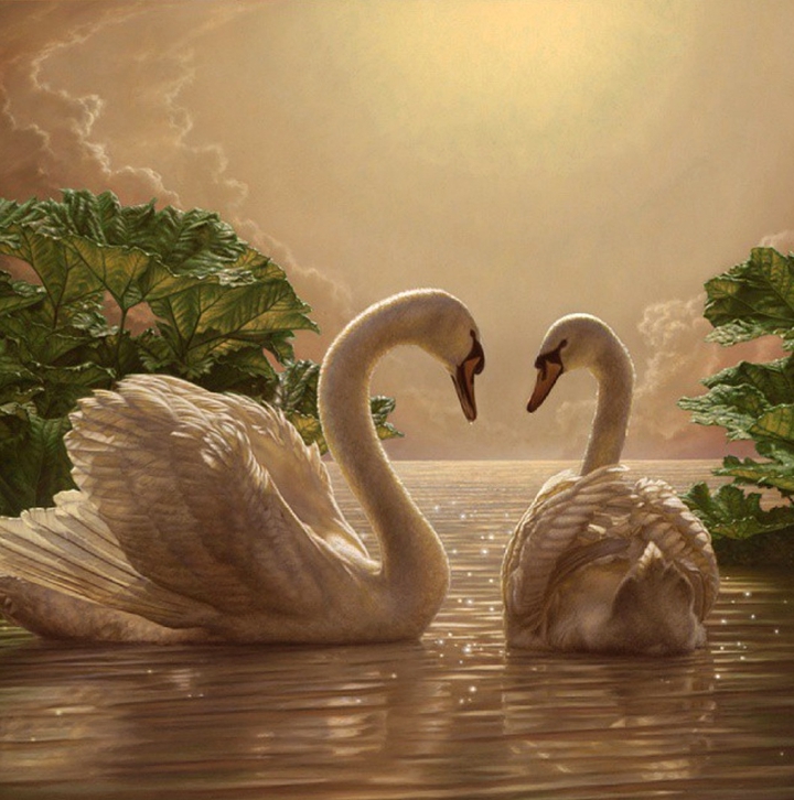 Swans