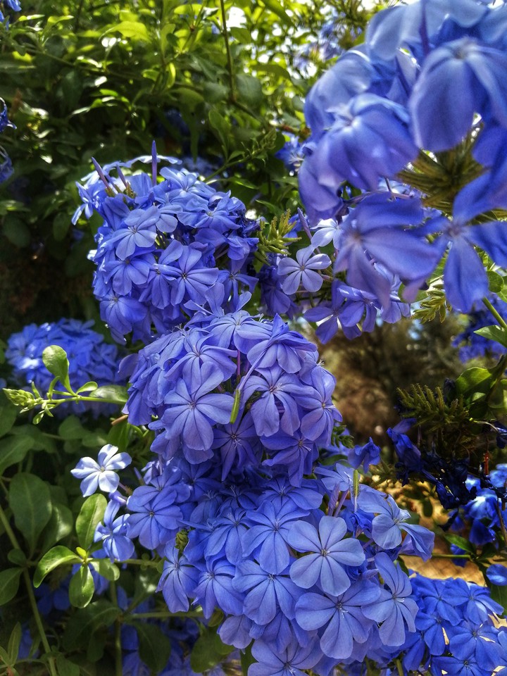 blue!
