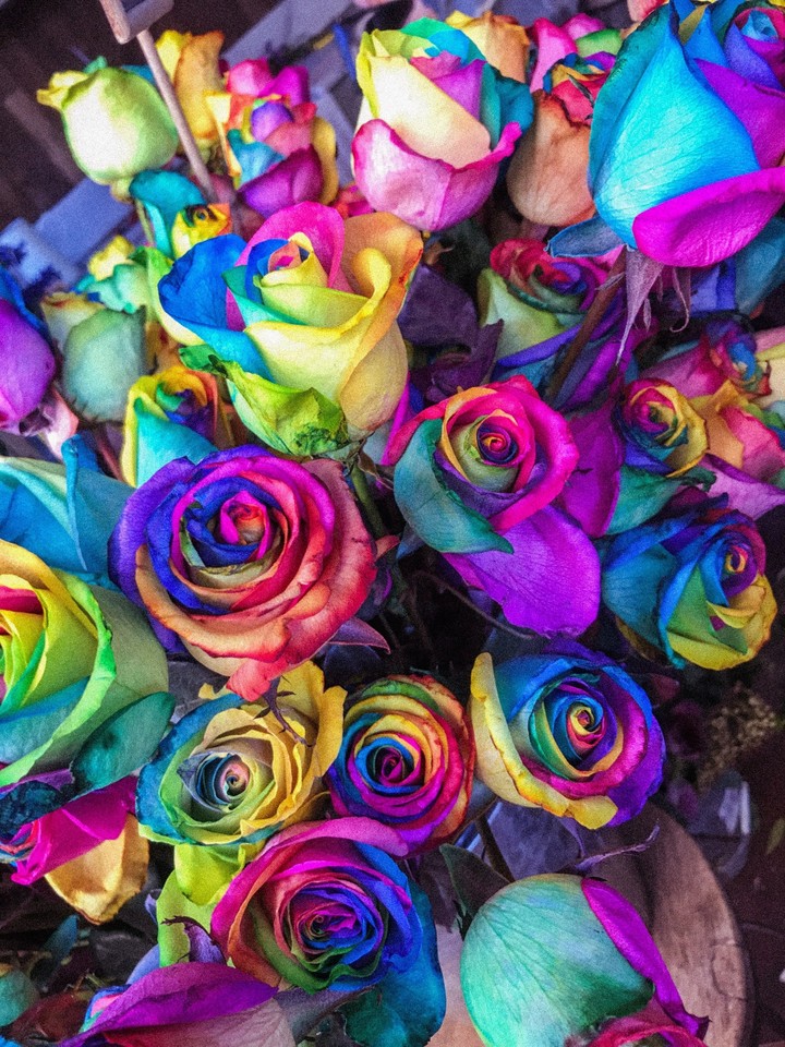 Rose