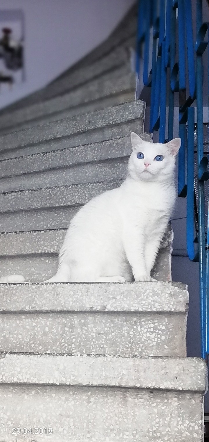 blue eyes