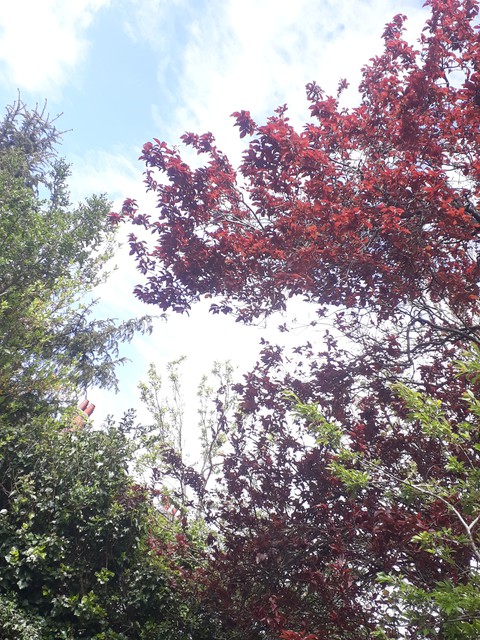 nature