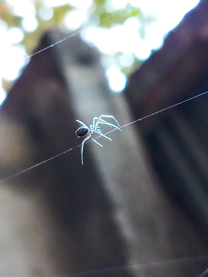 The little guy
