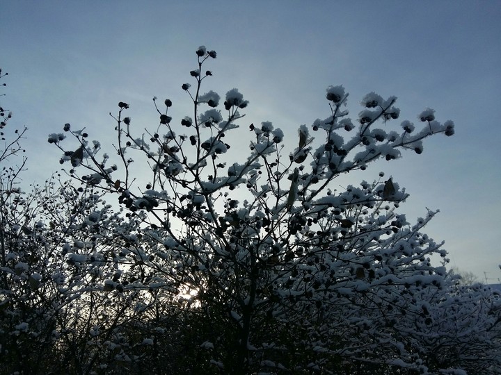 Snow on the tree