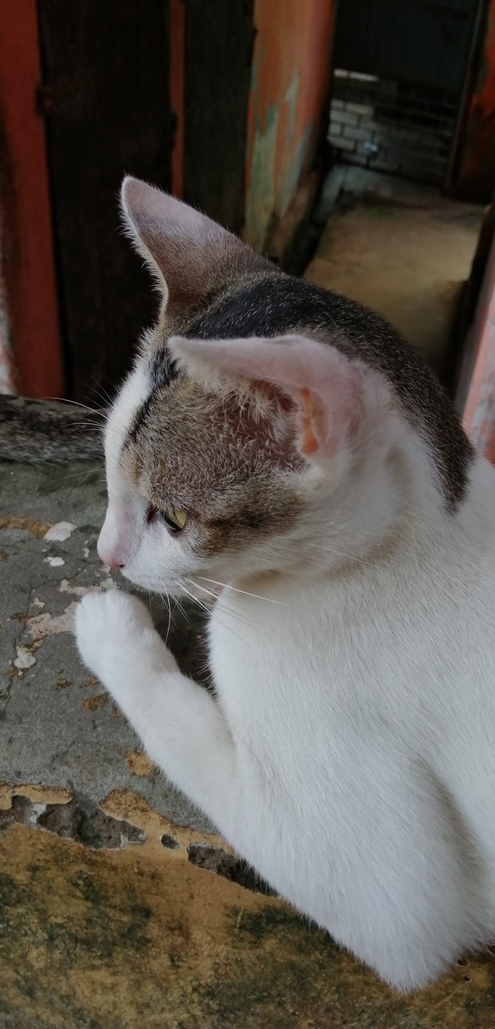 My kitten
