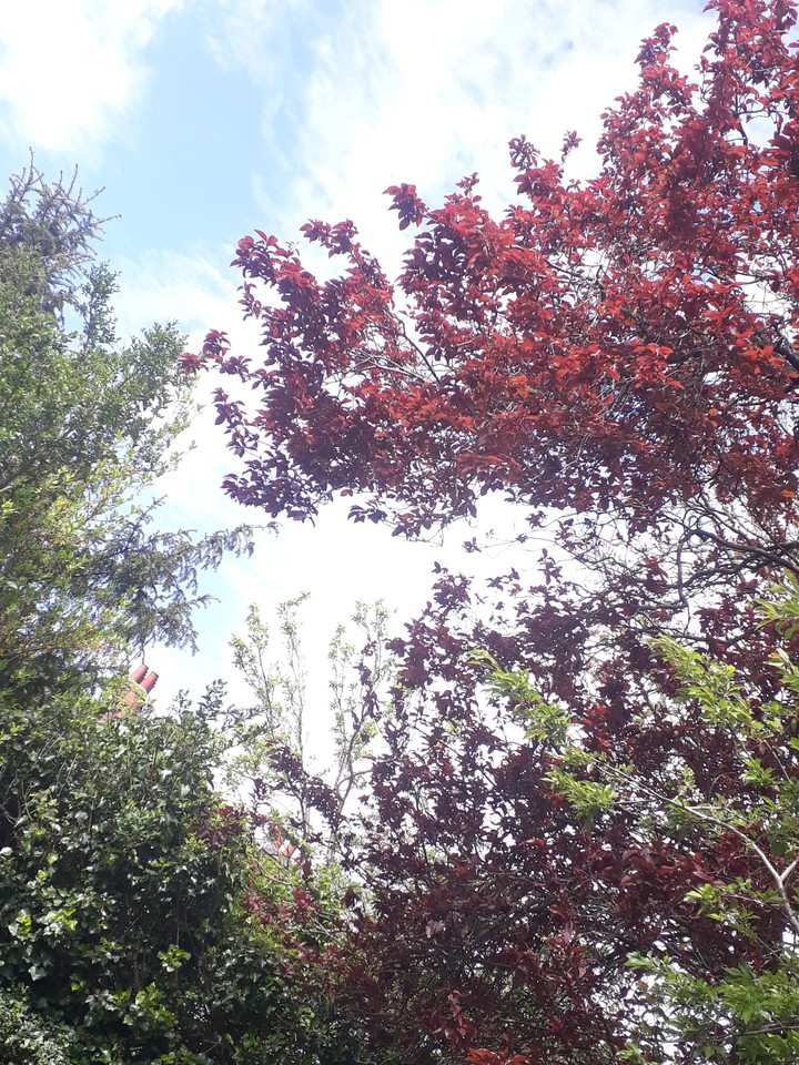 nature