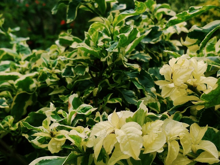 Beautiful Leaves