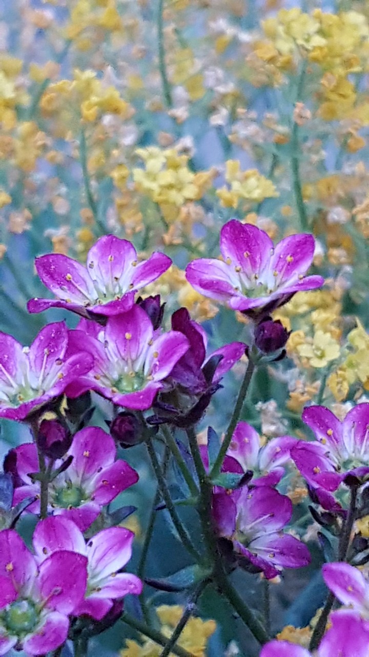 purple and yellow flower