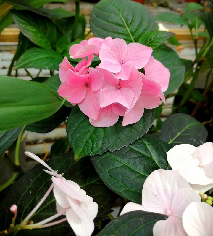 #hydrangea