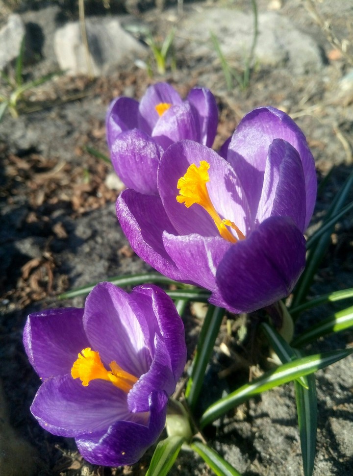 Purple Crocuses