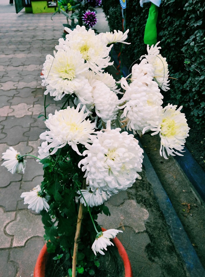 symbol of peace and purity