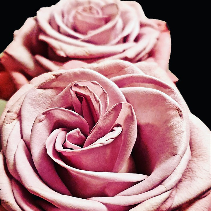 edle Rose
