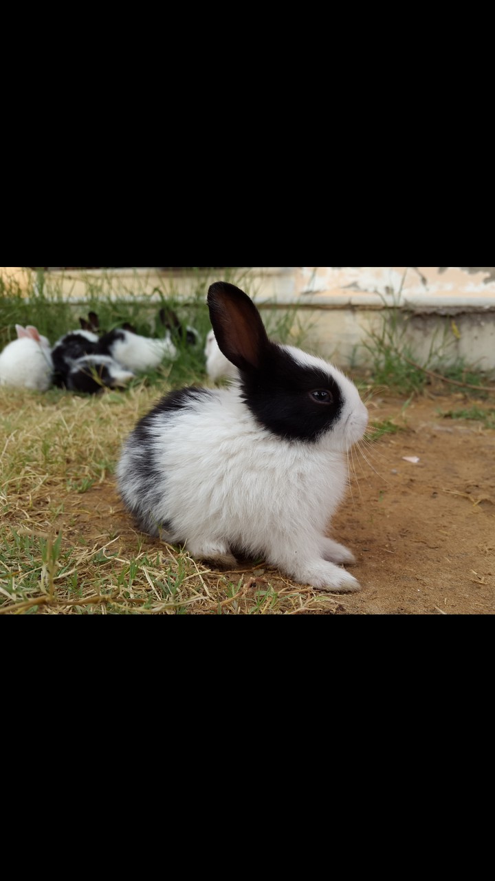 Rabbit