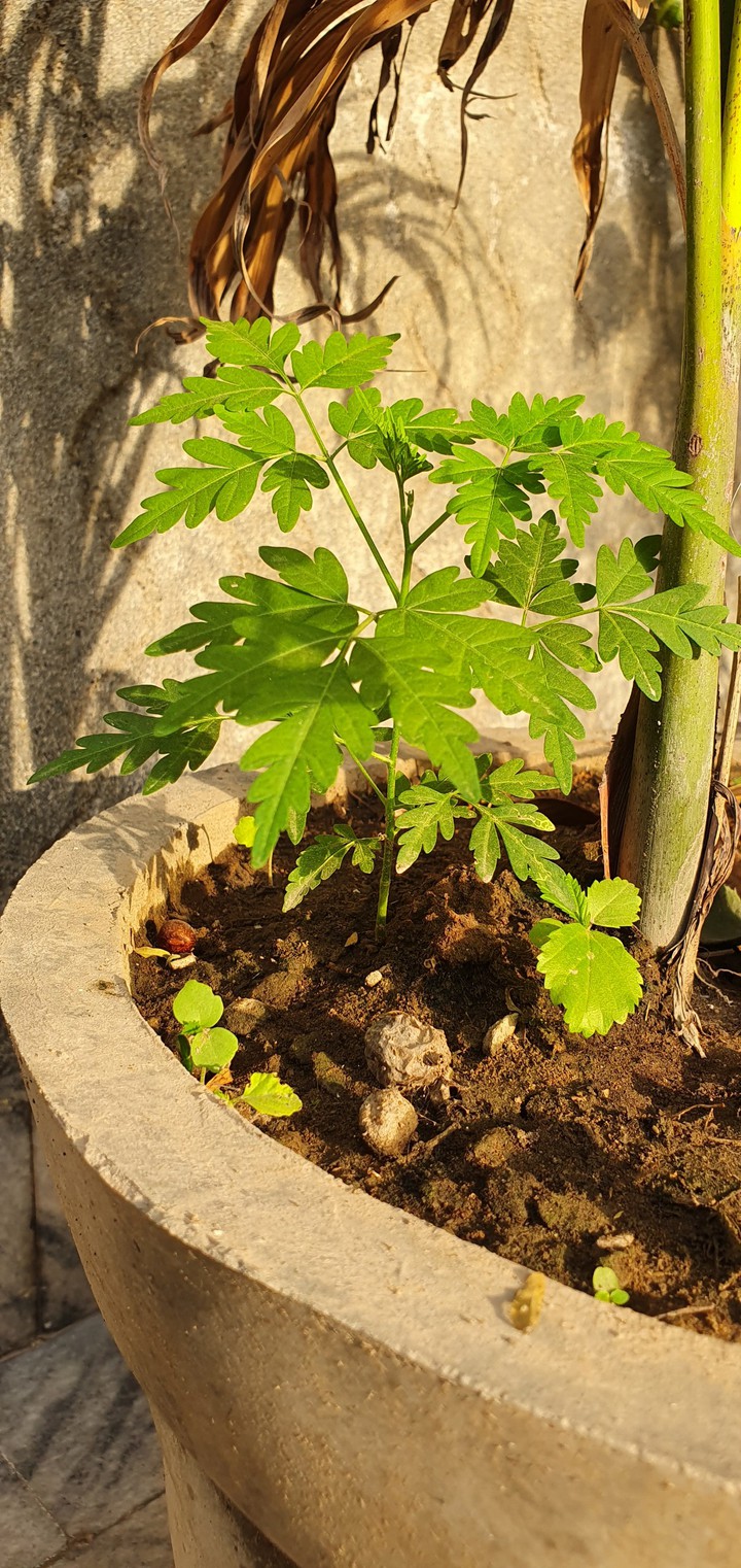 Nature ??