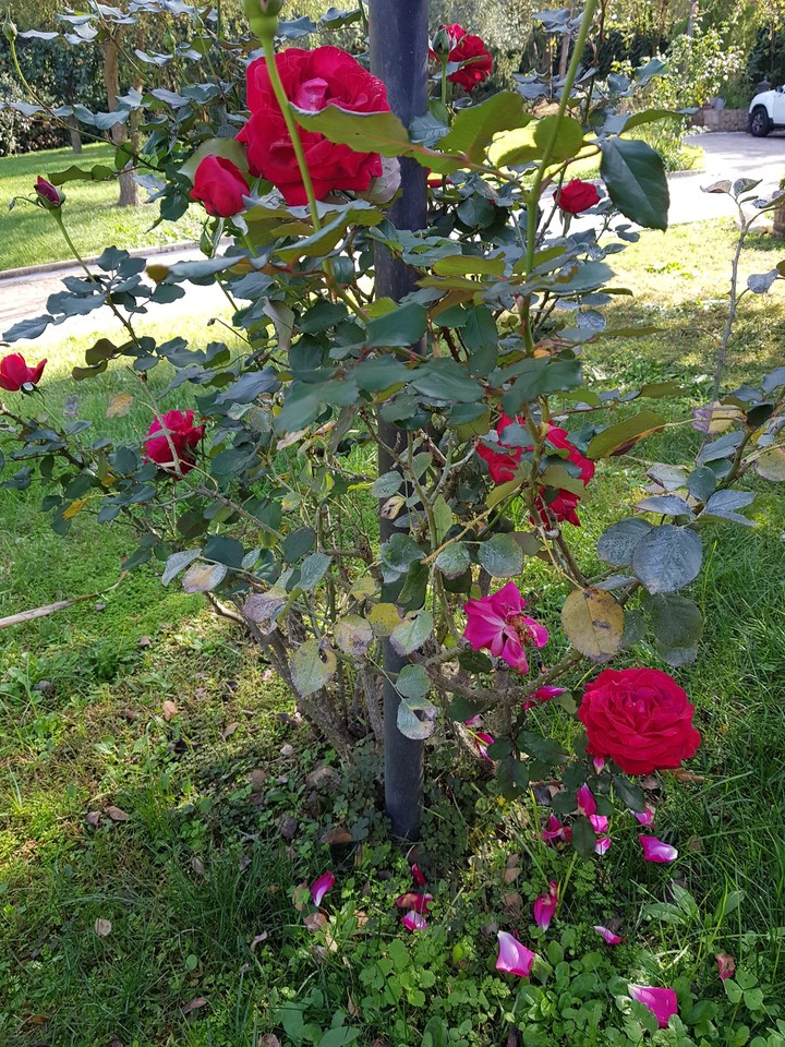 rose