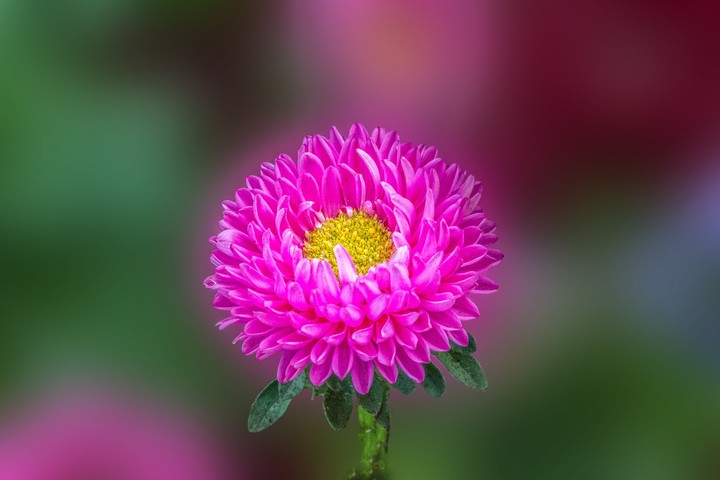 Hot Pink