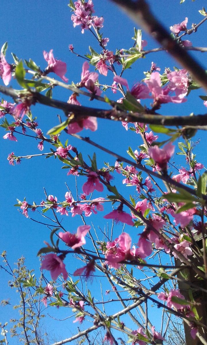 spring