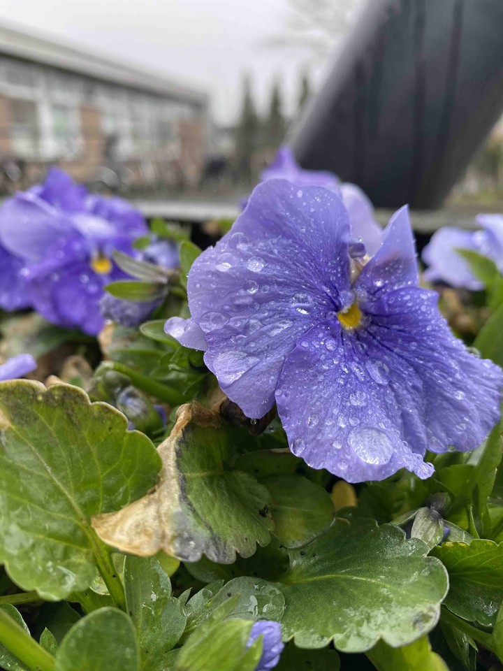 Rain