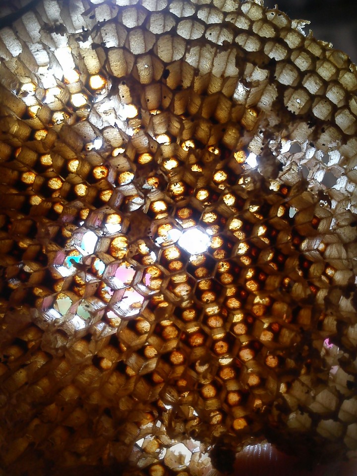 Honey comb