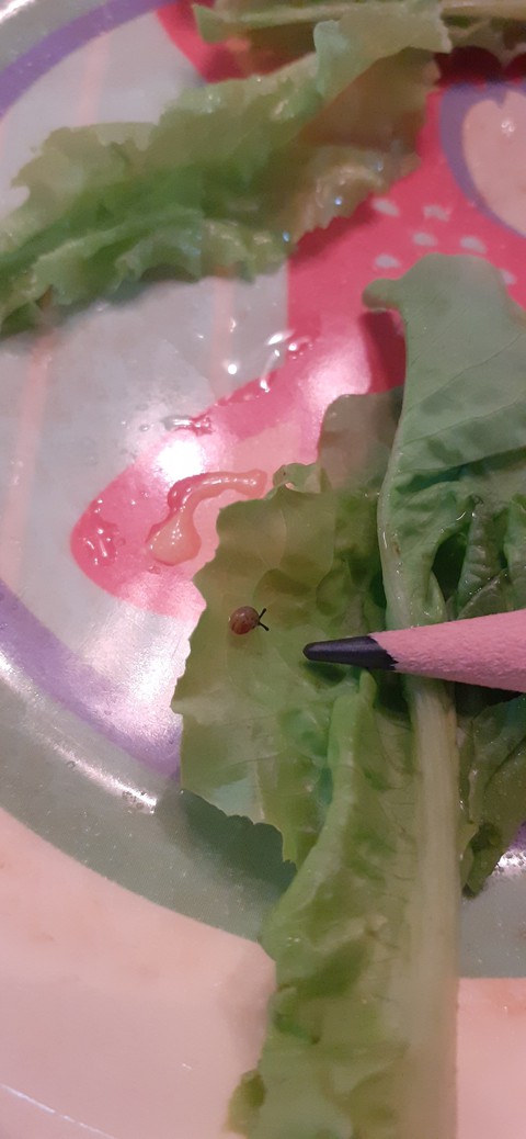 달팽이